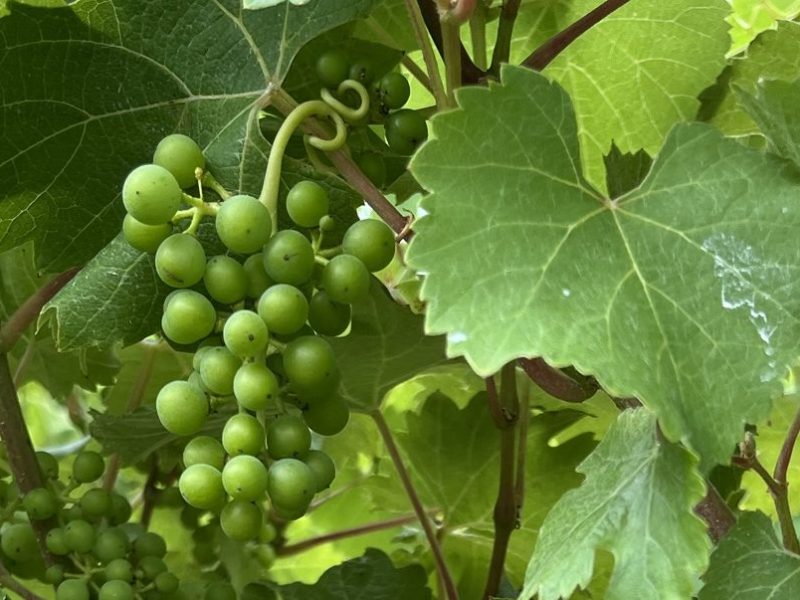 PIWI Wines: A Fungus-Resistant Future