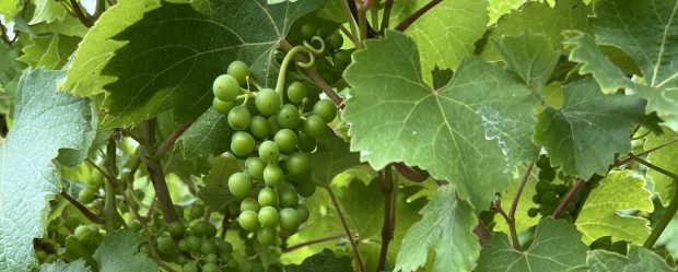 Close up of unripe grapes on vine