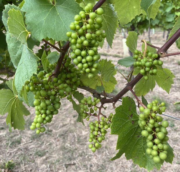 Vines at Chapel Down