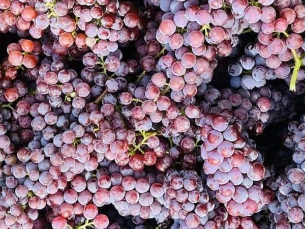 Common Mistakes to Avoid in Your English-Language Wine&nbsp;Marketing