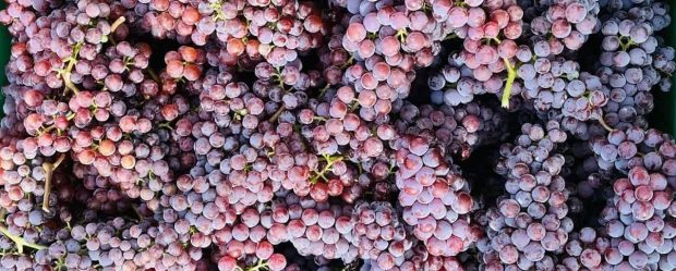 Common Mistakes to Avoid in Your English-Language Wine&nbsp;Marketing